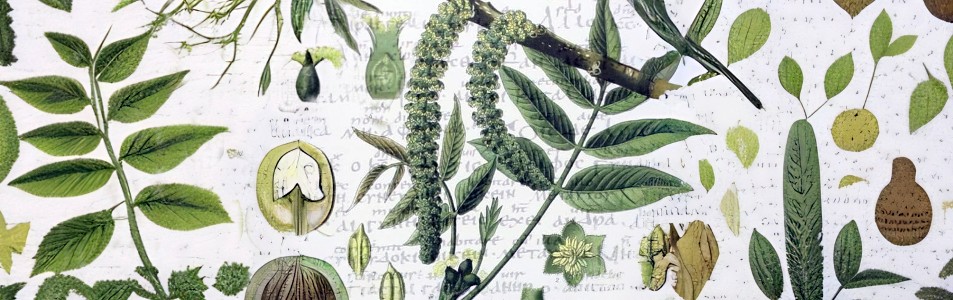 Botánica y medicina oculta y curanderismo