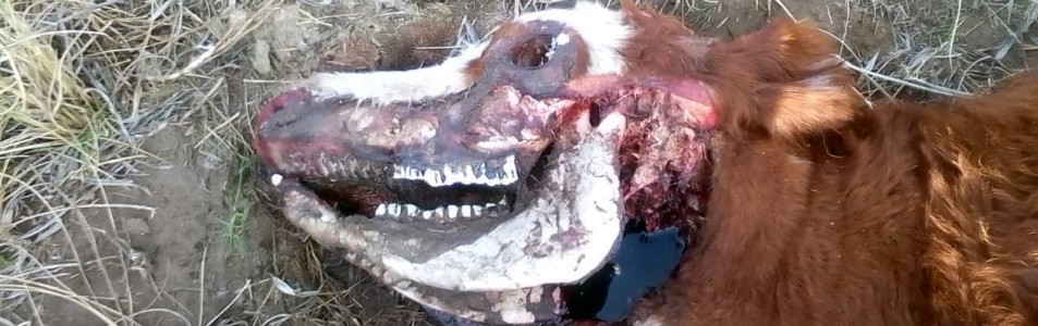 Mutilación de ganado